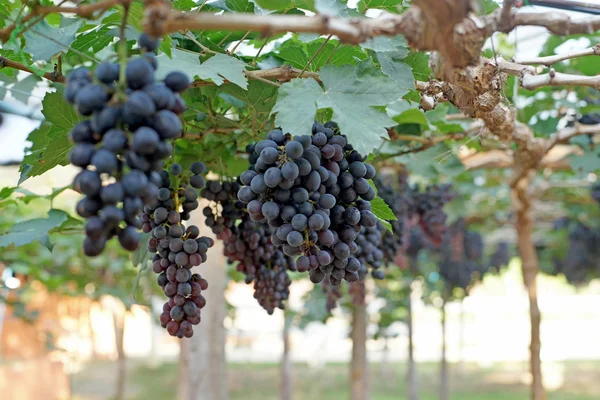 Récolte de raisins dans le vignoble — Photo