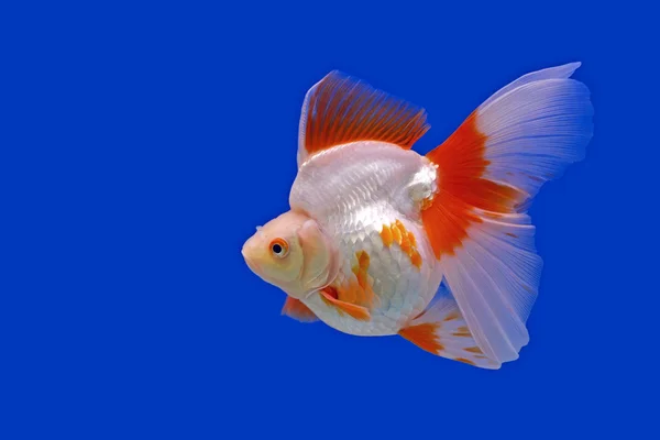 美丽的金鱼在水族馆 — 图库照片