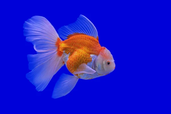 Aranyhal az akváriumban — Stock Fotó