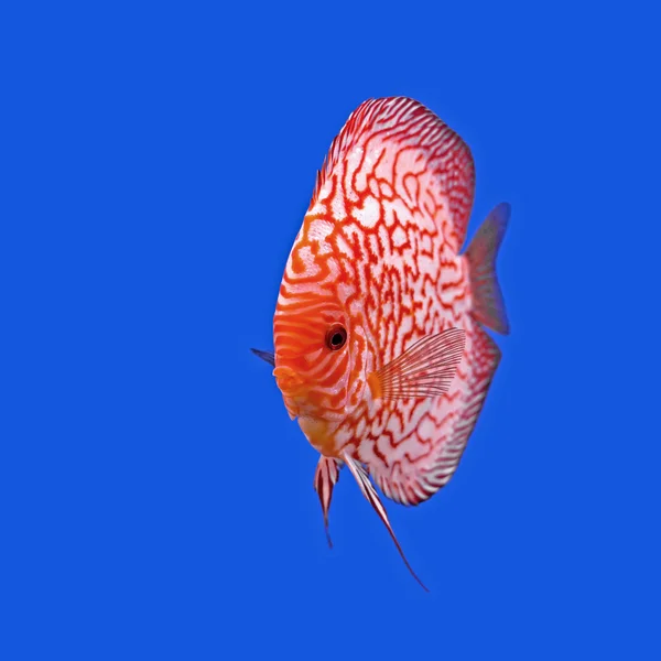 Pesce pompadour o symphysodon — Foto Stock