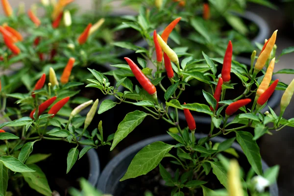 Red hot chili peppers on the tree — Stock Photo, Image