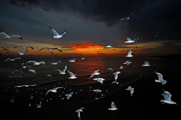 Uçan martı kuş grubu — Stok fotoğraf