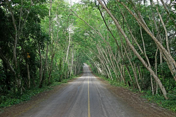 Camino pacífico a través de un bosque — Foto de Stock