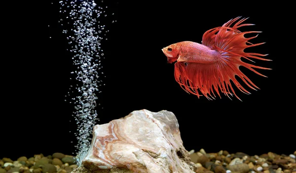 Betta fish, pesce siamese da combattimento — Foto Stock