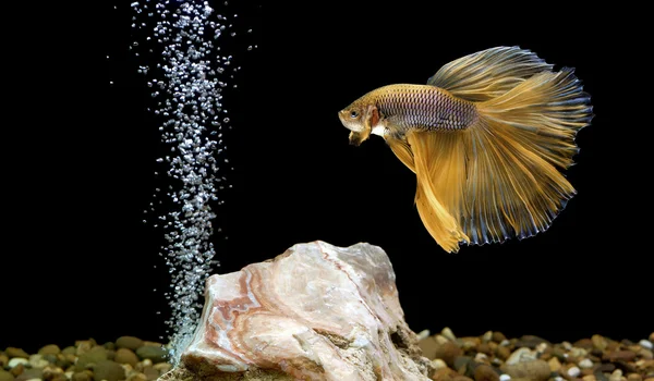 Betta fish, pesce siamese da combattimento — Foto Stock