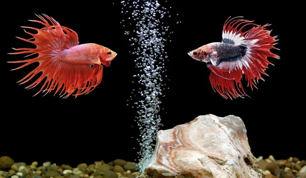 Betta hal, Sziámi küzdelem hal akvárium — Stock Fotó