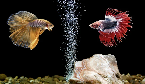 Betta fisk, siamesiska striderna fisk i akvarium — Stockfoto