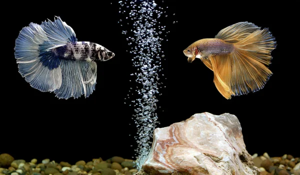 Betta fisk, siamesiska striderna fisk i akvarium — Stockfoto