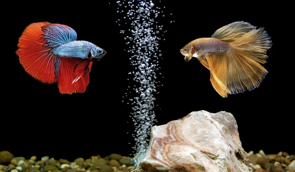 Betta hal, Sziámi küzdelem hal akvárium — Stock Fotó