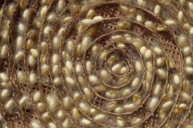 Chrysalis sarı ipekböceği kozası içinde yuva