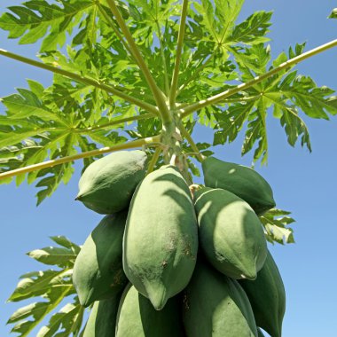 Papaya meyve ağacı üzerinde