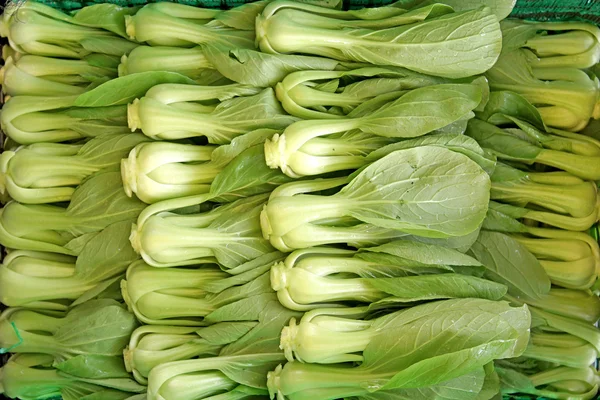 Organic lettuce pakchoi harvest in farm — Stock Photo, Image
