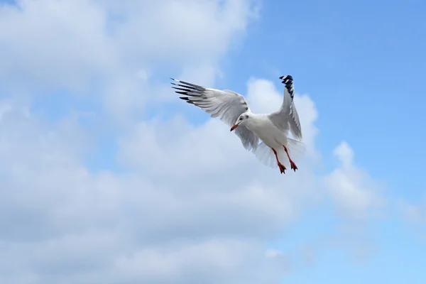 Flying seagull bird — Stock Photo, Image