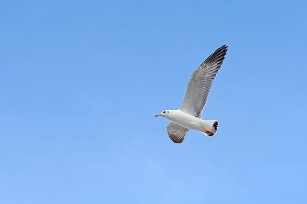 Flying seagull bird — Stock Photo, Image