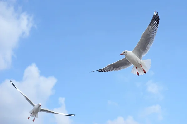 Flying seagull bird — Stock Photo, Image