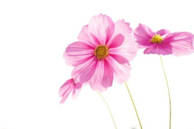 cosmos çiçek üzerinde beyaz izole 