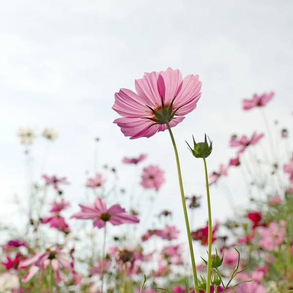 Cosmo fiore in giardino — Foto Stock