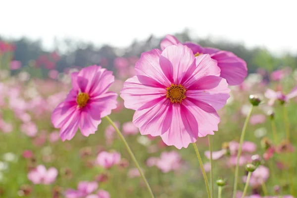 Cosmos fleur dans le jardin — Photo