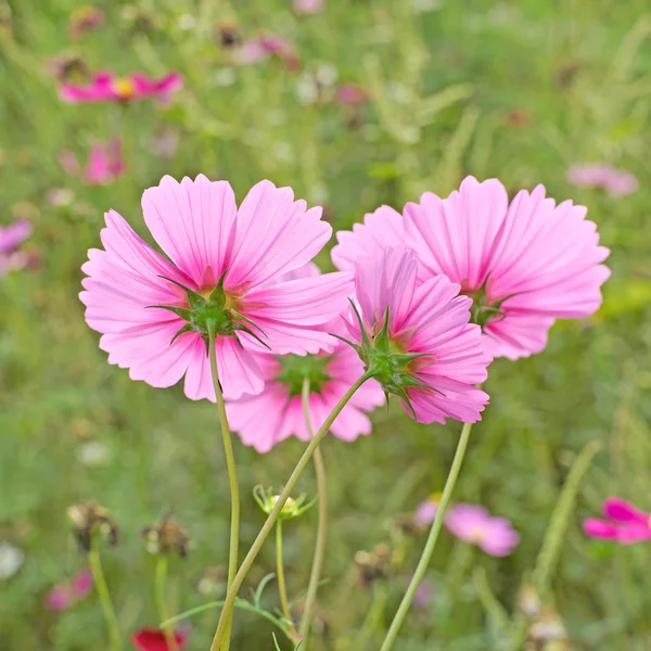 Косметический цветок в саду — стоковое фото