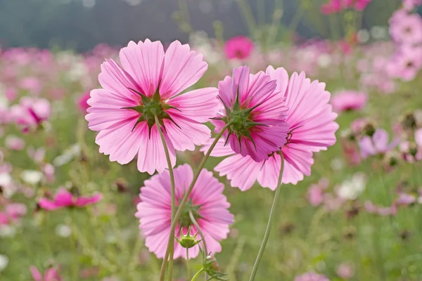 Bahçede kozmos çiçeği — Stok fotoğraf