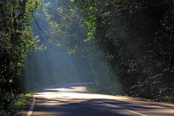 Sluneční paprsky prosvítat lesní cesta — Stock fotografie