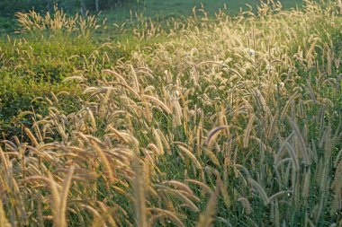 setaceum pennisetum veya gramineae çim sahası 