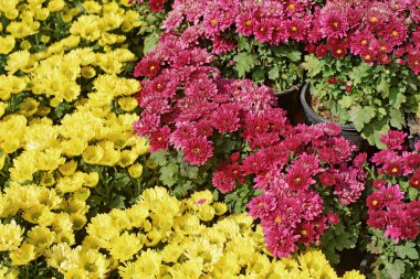 güzel sarı ve kırmızı krizantem