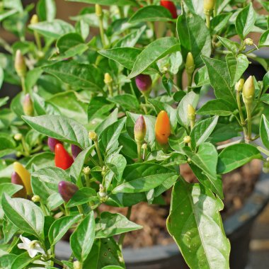 süs biber küçük renkli biber 