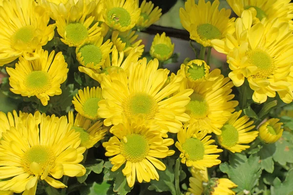 Hermoso hrysanthemum amarillo — Foto de Stock