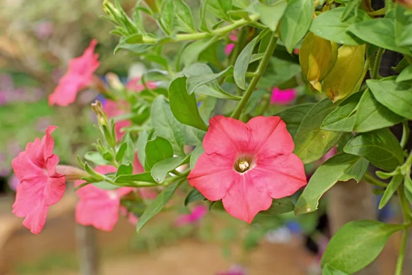 Petunia flor en el jardín —  Fotos de Stock