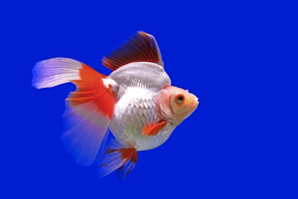 Mooie goudvissen in het aquarium — Stockfoto