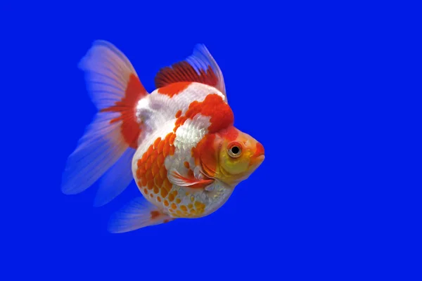 Vackra guldfisk i akvariet — Stockfoto