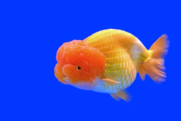 Ranchu ou poisson rouge tête de lion — Photo