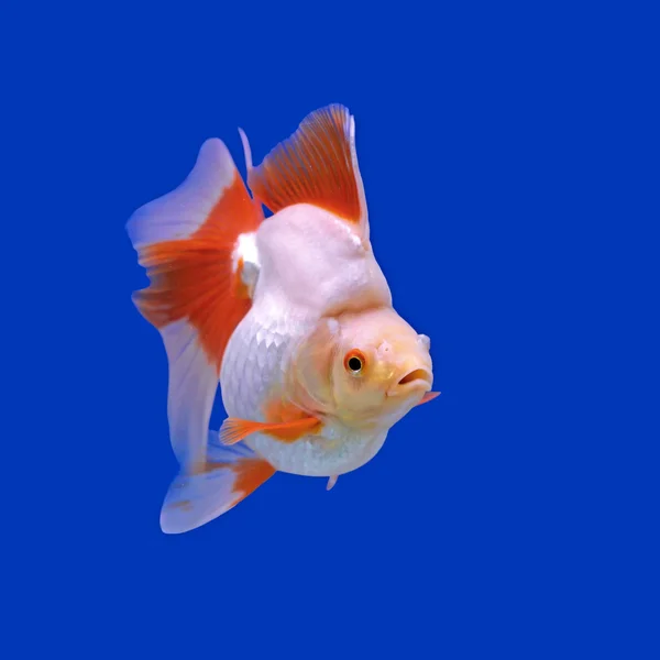 Mooie goudvissen in het aquarium — Stockfoto