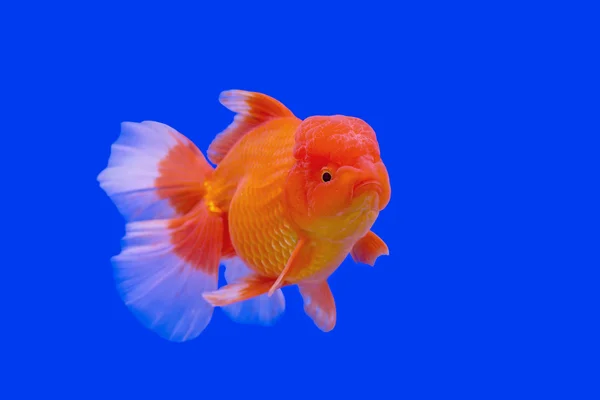 güzel Japon balığı akvaryum