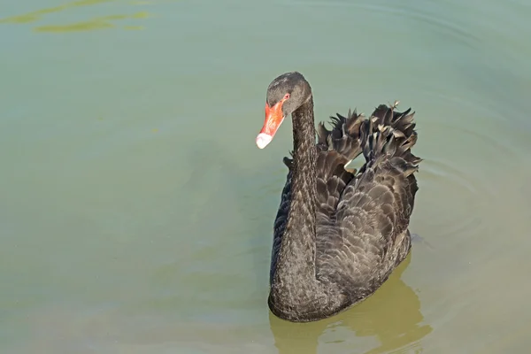 Black swan or cygnus olor in pond — Stock Photo, Image