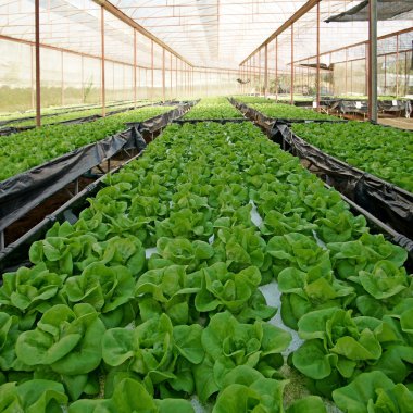 Organik marul pakchoi ekili sera içinde 