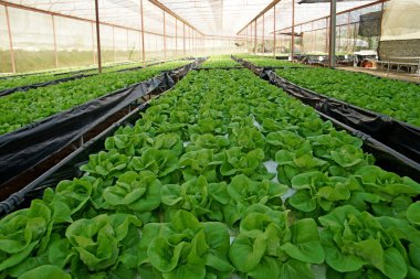 Organik marul pakchoi ekili sera içinde 