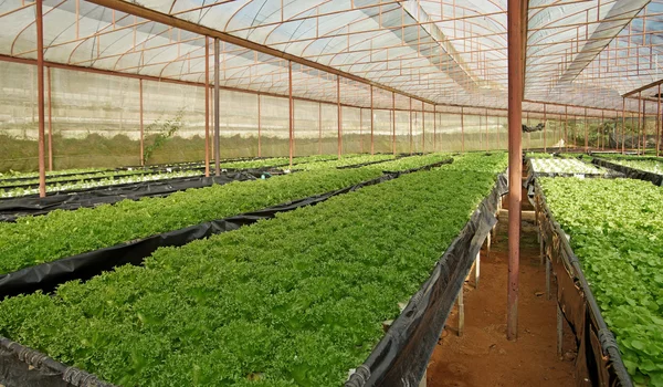 Ekologiska grönsaker växer i odlade växthusgaser — Stockfoto
