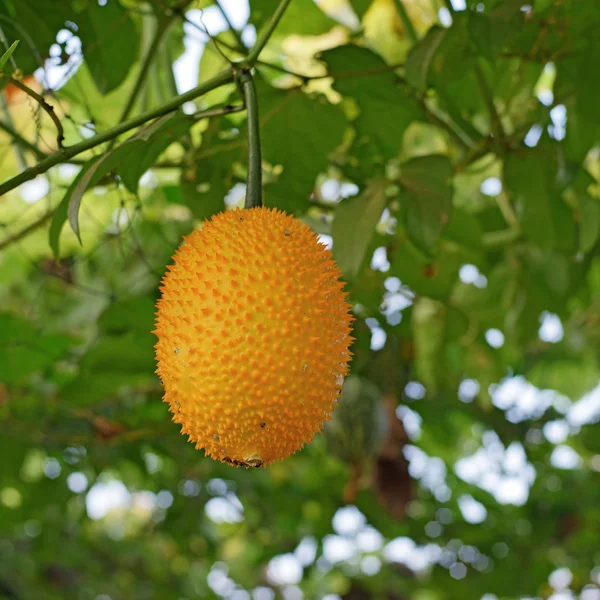 Fruits gac ou bébé Jack sur arbre — Photo