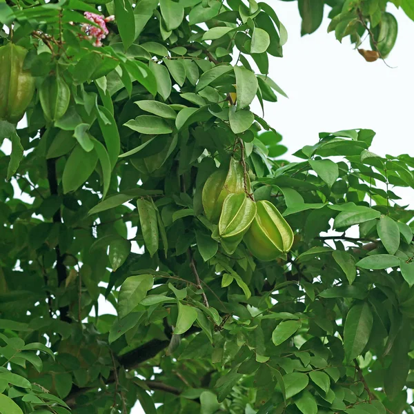 Karamboly nebo hvězda ovoce na stromě — Stock fotografie