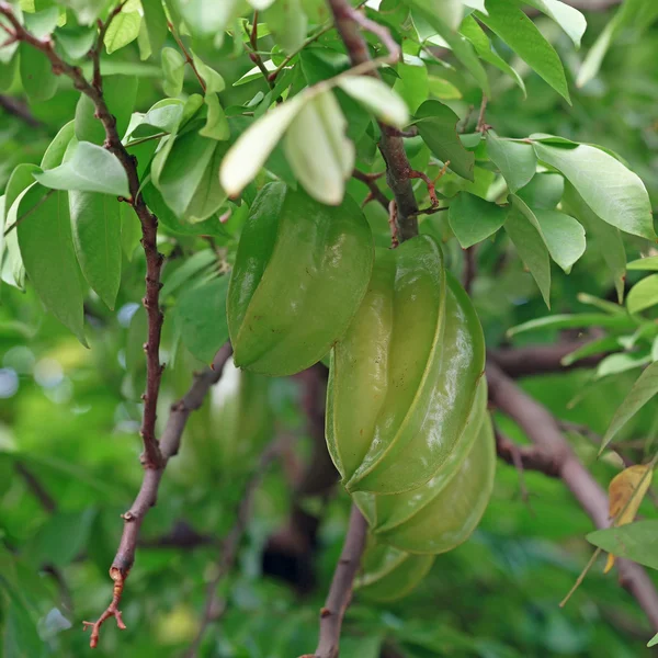 Karambola oder Sternfrucht am Baum — Stockfoto