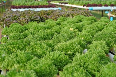 Organik hydroponic sebze