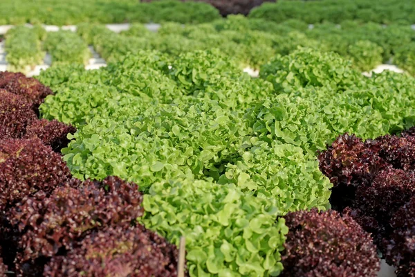 Ekologisk hydroponiska grönsaker — Stockfoto