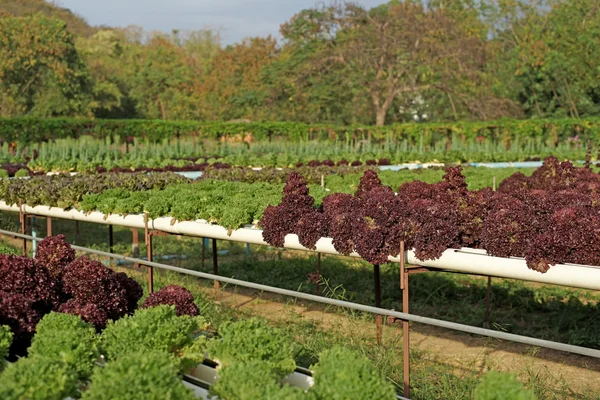 Produtos hortícolas orgânicos hidropônicos — Fotografia de Stock