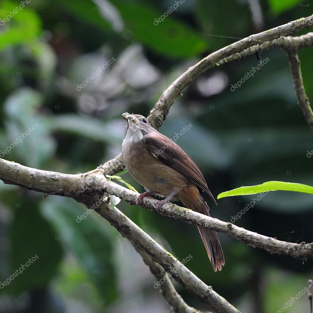 Birds eat insects (Ochraceous Bulbul) on a branch, in thailand — Stock