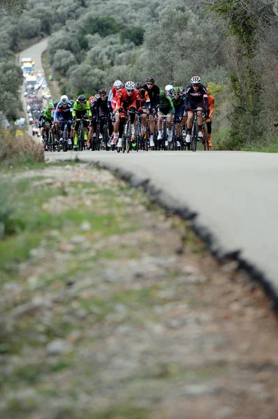 Majorca Challenge cyclist 2015 — Stock Photo, Image