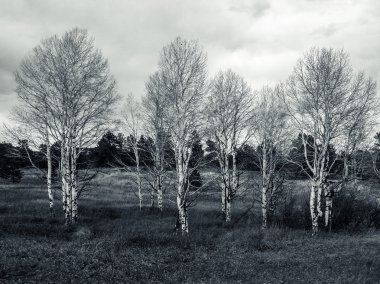 Grove Aspens eteklerinde