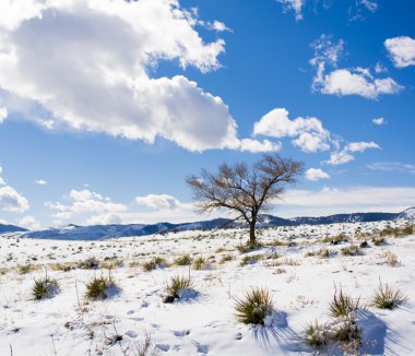 Güney Masa Dağı'nda kış ağaç
