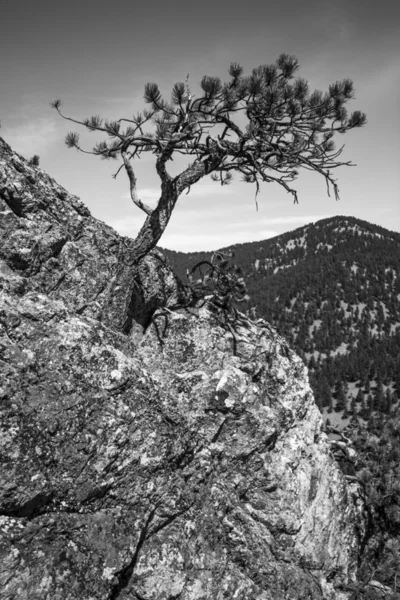 Çam ağacı granit Cliff canlı